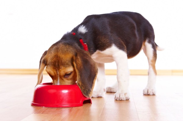 Cute beagle puppy eating from a dish