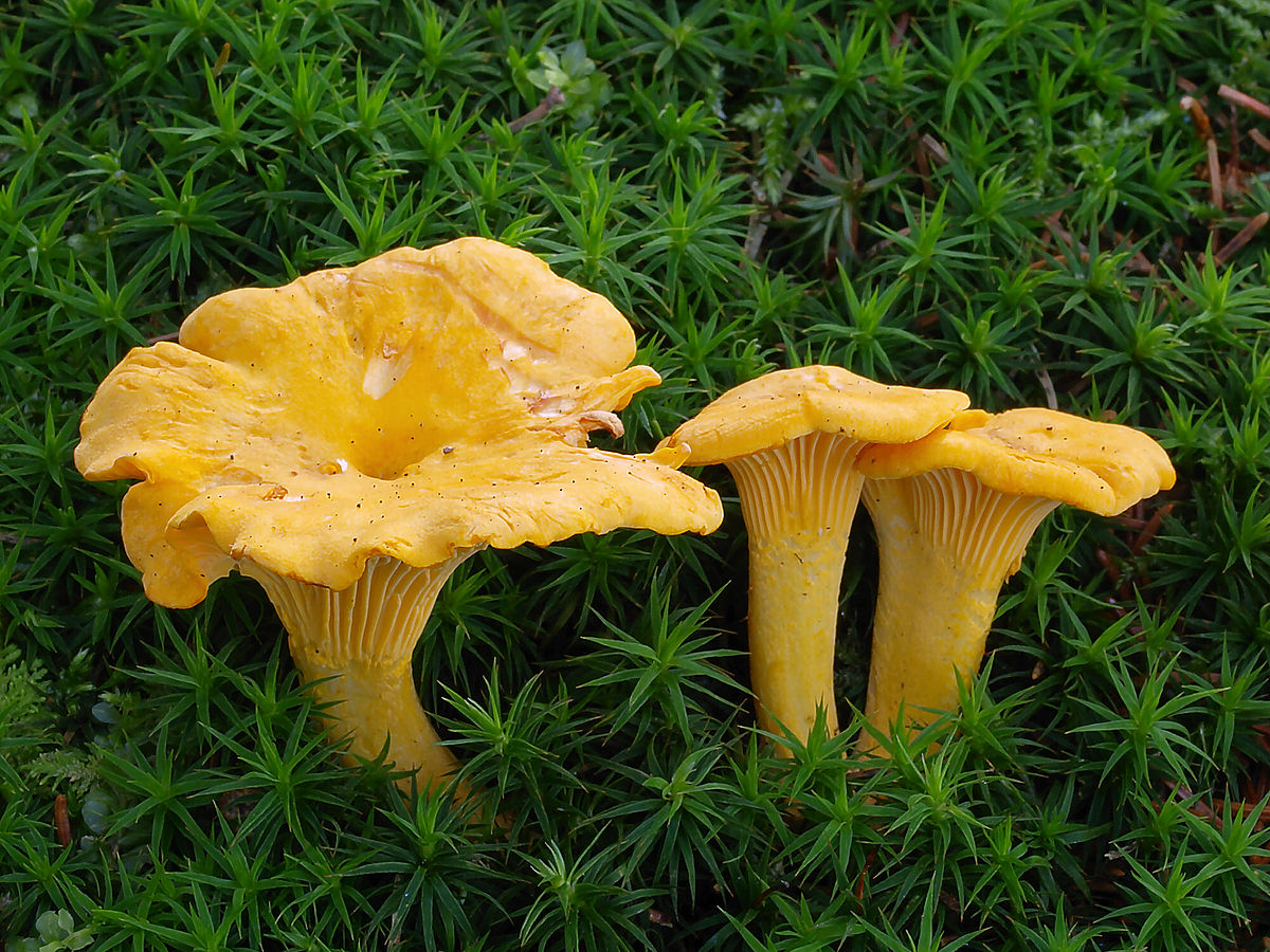 1200px-2007-07-14_cantharellus_cibarius.