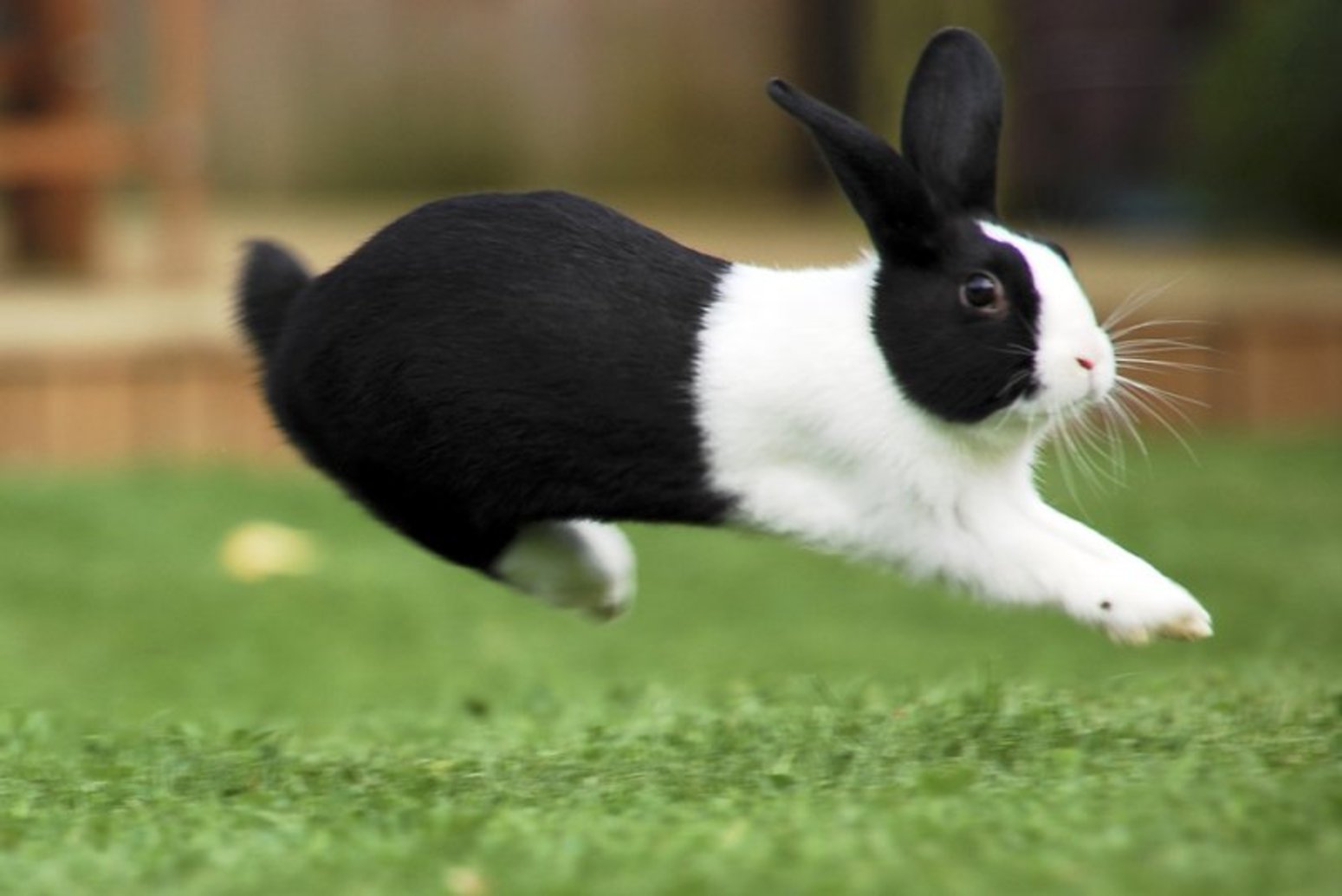 Короткошерстный кролик красивые фото и картинки.