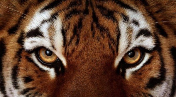 glaza-tigra-foto-1024x563