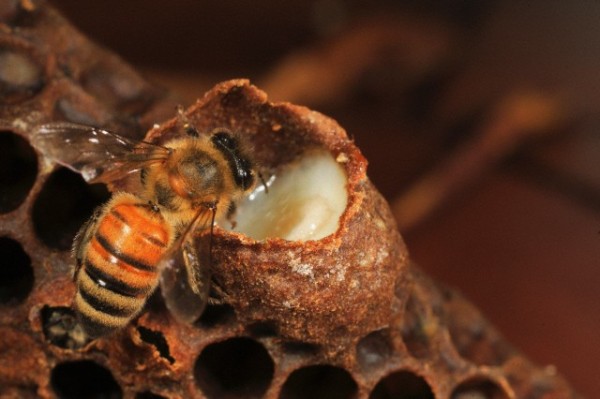 11 септември 2006 г. --- Медена пчела инспектира царска клетка, пълна с пчелно млечице.  Пчелното млечице е от съществено значение за развитието на колония.  Този секрет, смесен с предварително усвоен прашец, се произвежда от фарингеалните жлези на младите кърмачки и позволява на пчелните ларви да растат бързо.  --- Изображение от © Eric Tourneret / Visuals Unlimited / Corbis