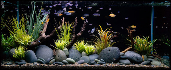 aquarium-design-ideas-freshwater.Fish-For-Aquarium-Design