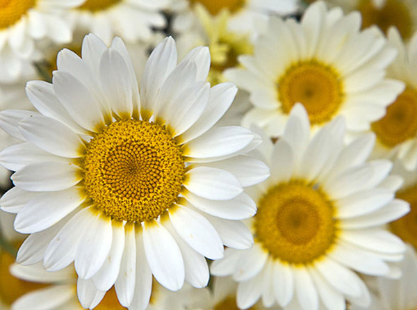 Group of white petaled flowers with yellow centers