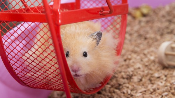 Hamster-Wheel