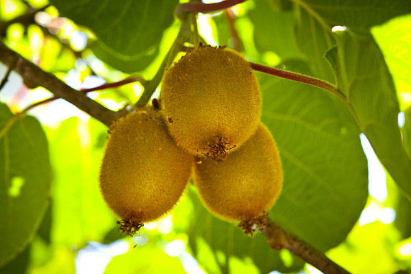 Baby Kiwi Fruit Tree. Kiwifruit.