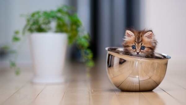 Animals___Cats_Funny_kitten_in_a_bowl_046834_23