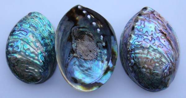 Paua