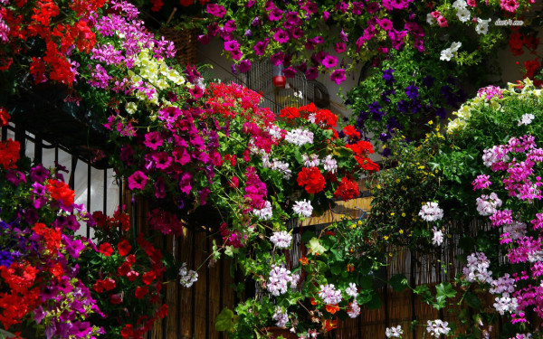 17990-geranium-garden-1280x800-flower-wallpaper