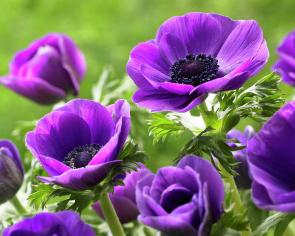 Anemone coronaria