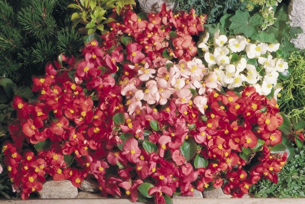 begonia-semperflorens-super-olympia-mix-c2500-3