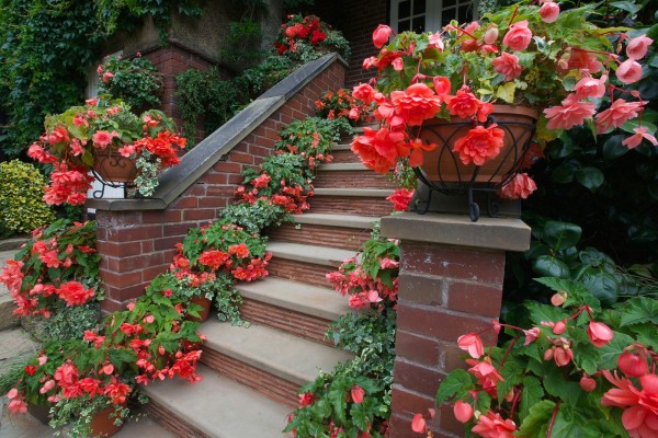 Begonia_571