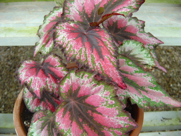 Begonia_rex5