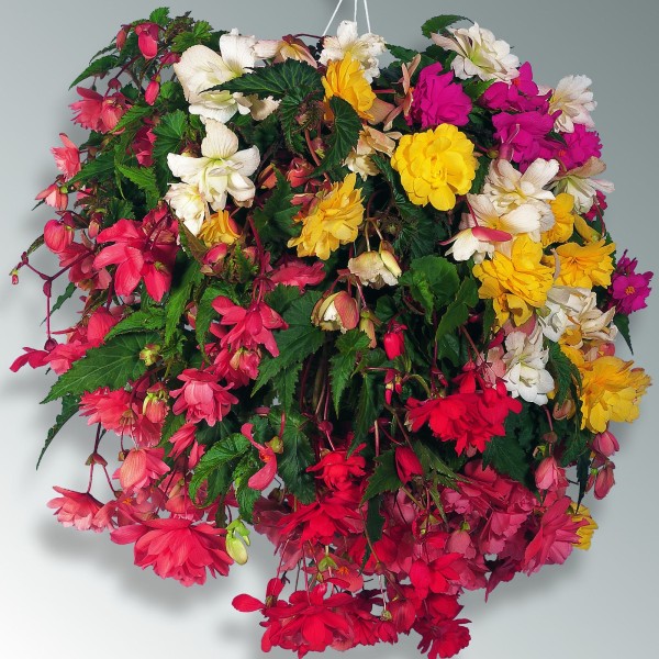 Begonia_x_tuberhybrida_4