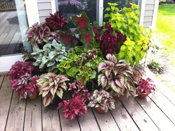 begonias-rex-assortment