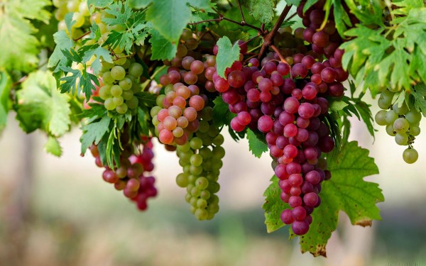 grapes-images-006