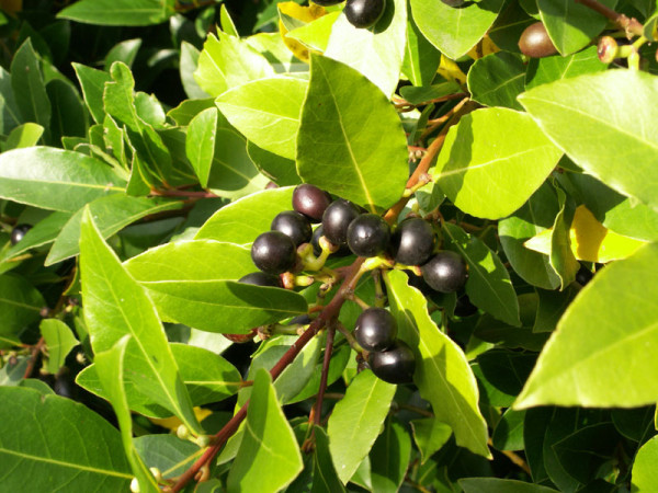 kamfora_1
