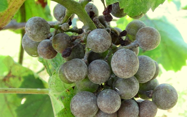 grapes affected by powdery mildew will have to be dropped