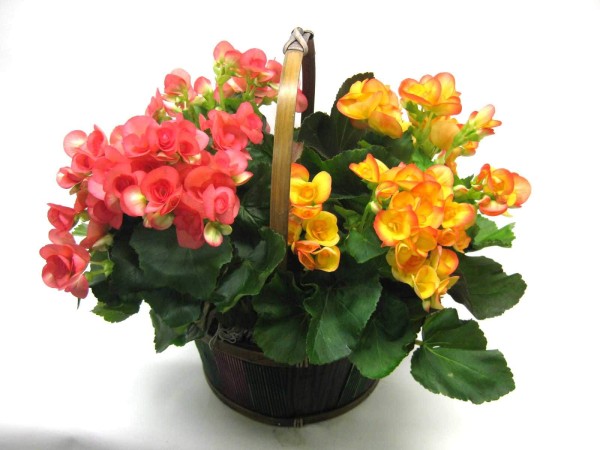 Lovely-Begonia-Flower-Bouquet