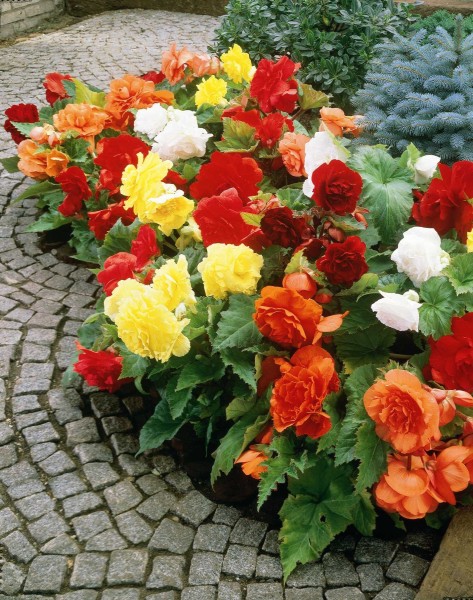 Mixed_Begonia_BorderJPG