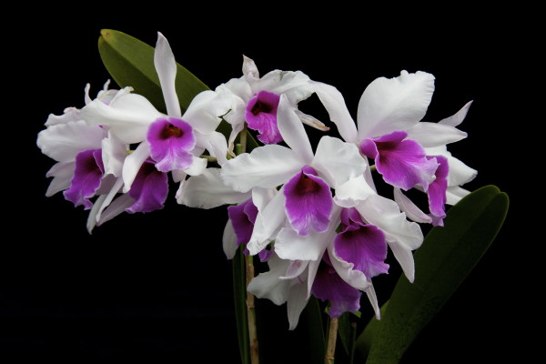 第13回福岡市植物園蘭展 ホワイトリボン賞 Lc. Mishima Purple 'Blumen Insel' 宿利　千鶴子