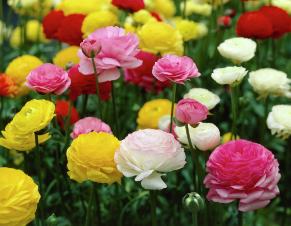 Ranunculus asiaticus mixed