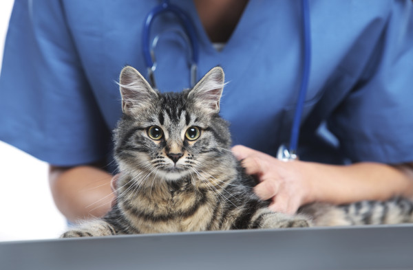 Close up shot of veterinarian making a checkup of a cute beautiful cat