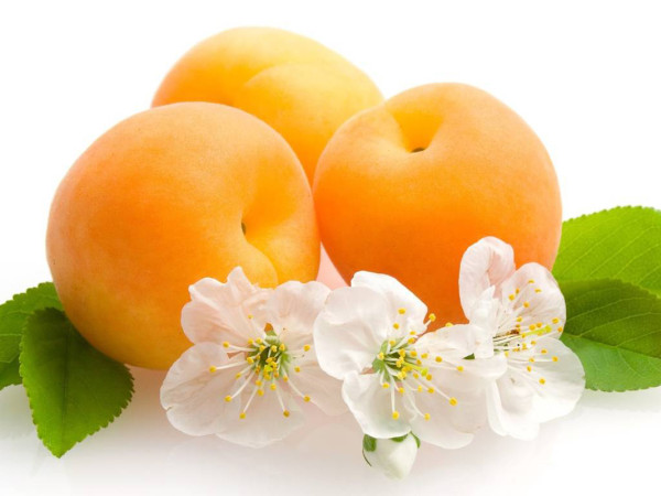 plody-i-cvetki-abrikosa