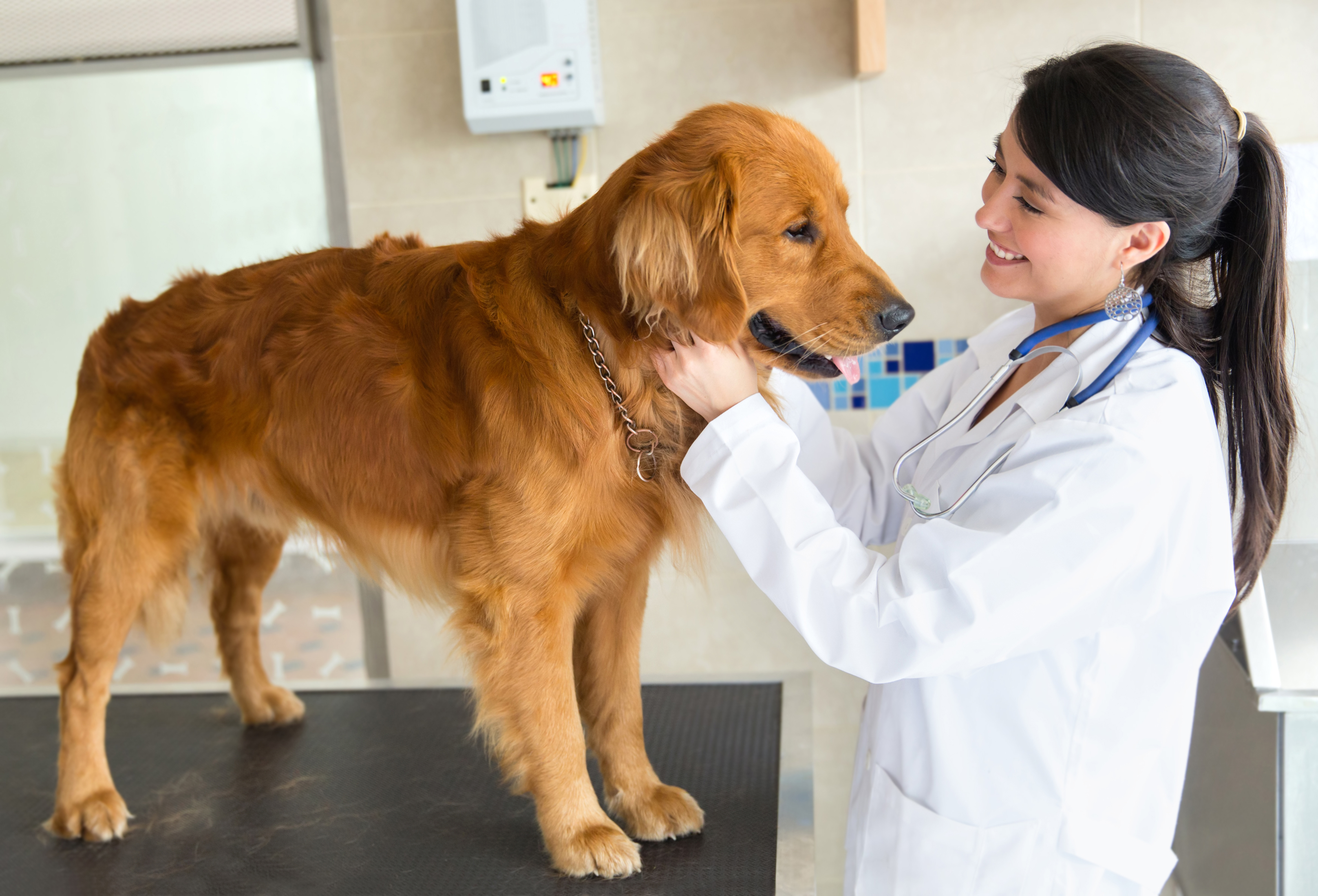 Обследование собак. Собака Ветеринария. Собака в ветеринарной клинике. Осмотр животных. Ветеринар осматривает.
