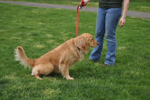 dog-peeing