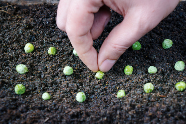 Planting peas seed on wet soil in spring garden