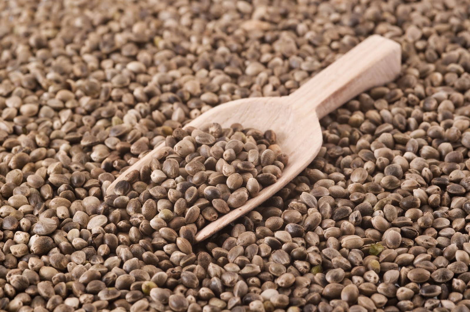 Seed семена конопляные конопля содержится