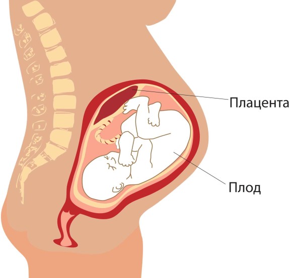 placenta