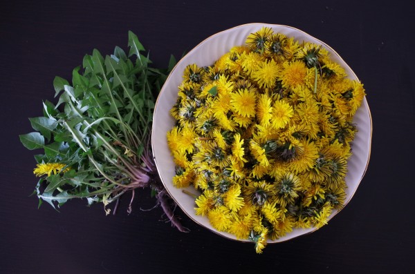 plant-dandelion-leaf-flower-foliage-pollen-salad-produce-recipe-yellow-flora-health-flowers-floristry-macro-photography-flowering-plant-land-plant-810636