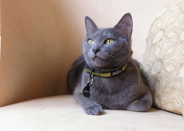порода-кошки-русская-голубая-фото