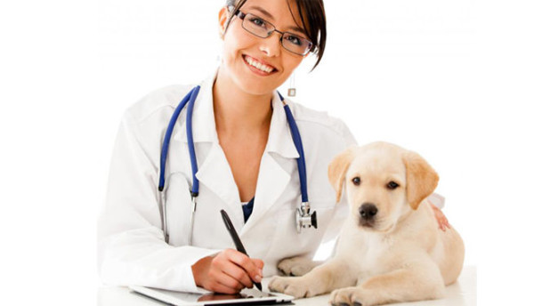 cursos-para-ser-veterinario1