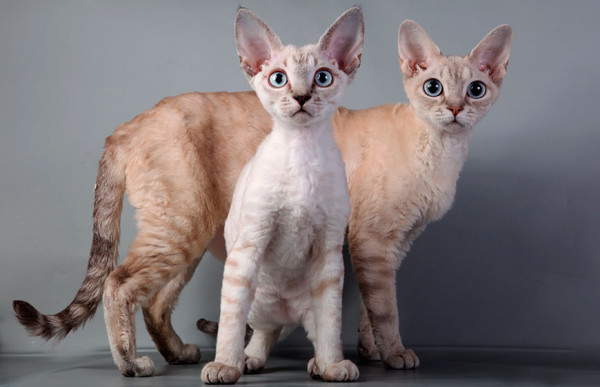 Devon_Rex_cat_5