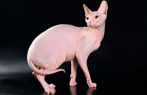 Don_sphynx_13