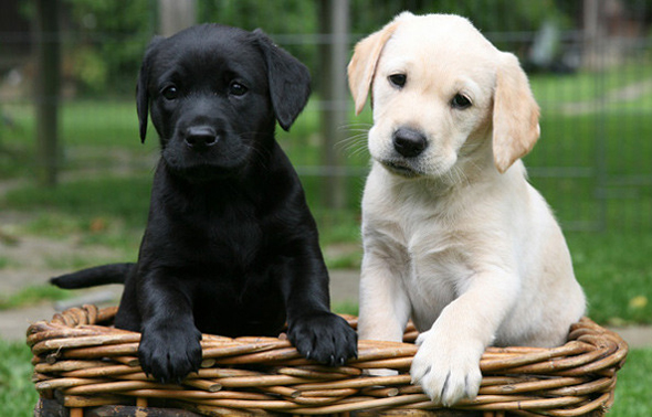 Labrador-Retriever-puppies