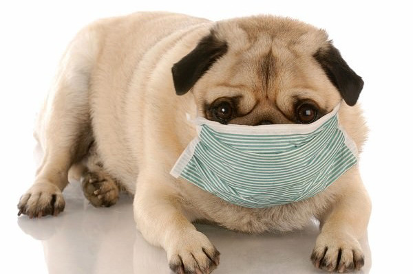 sick-pug-with-mask-on