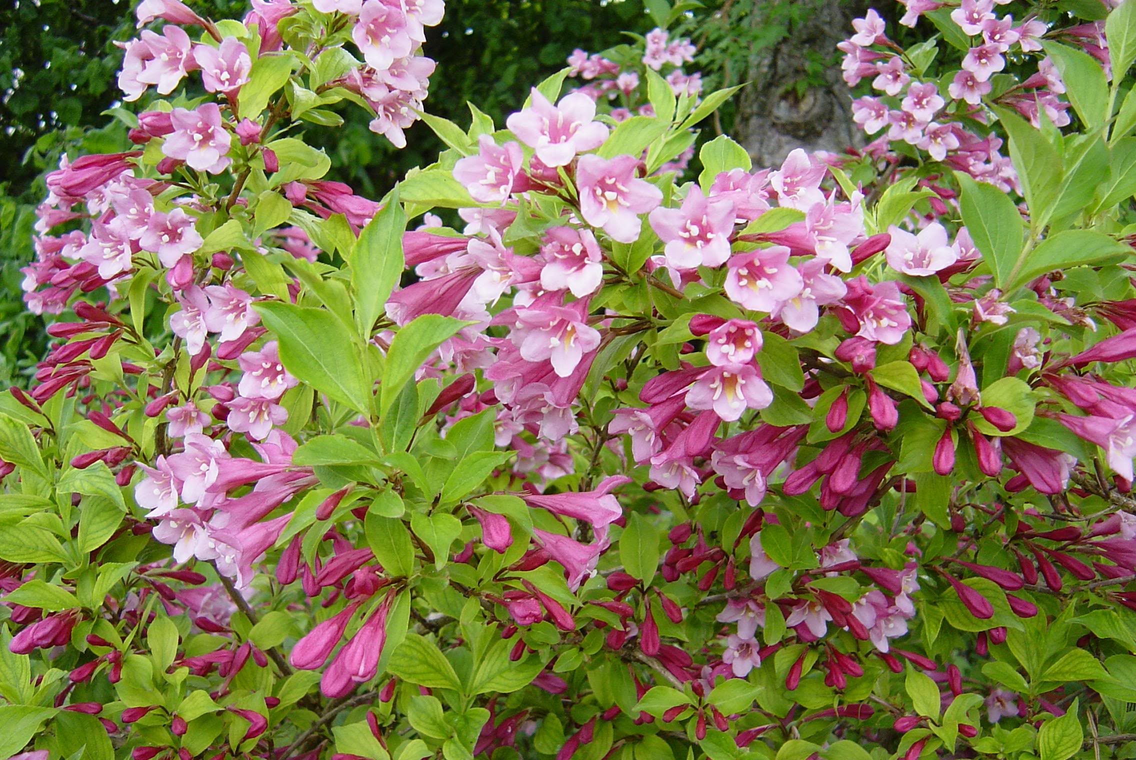 Кусты с розовыми цветочками фото и названия
