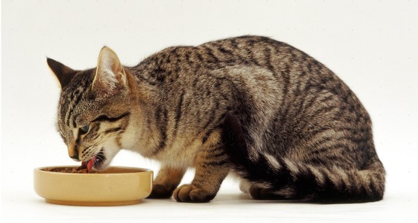 16305-Tabby-cat-eating-from-a-bowl-white-background