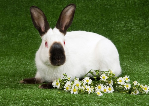 5-of-the-best-rabbit-breeds-for-children-568d00d718cc5