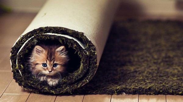 Animals___Cats_Little_funny_cat_in_the_carpet_046848_24
