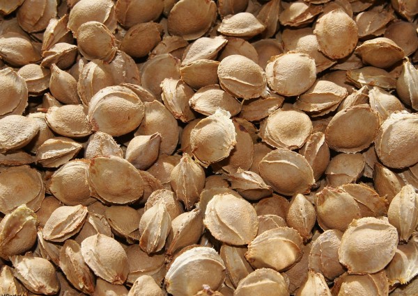 Apricot_seeds