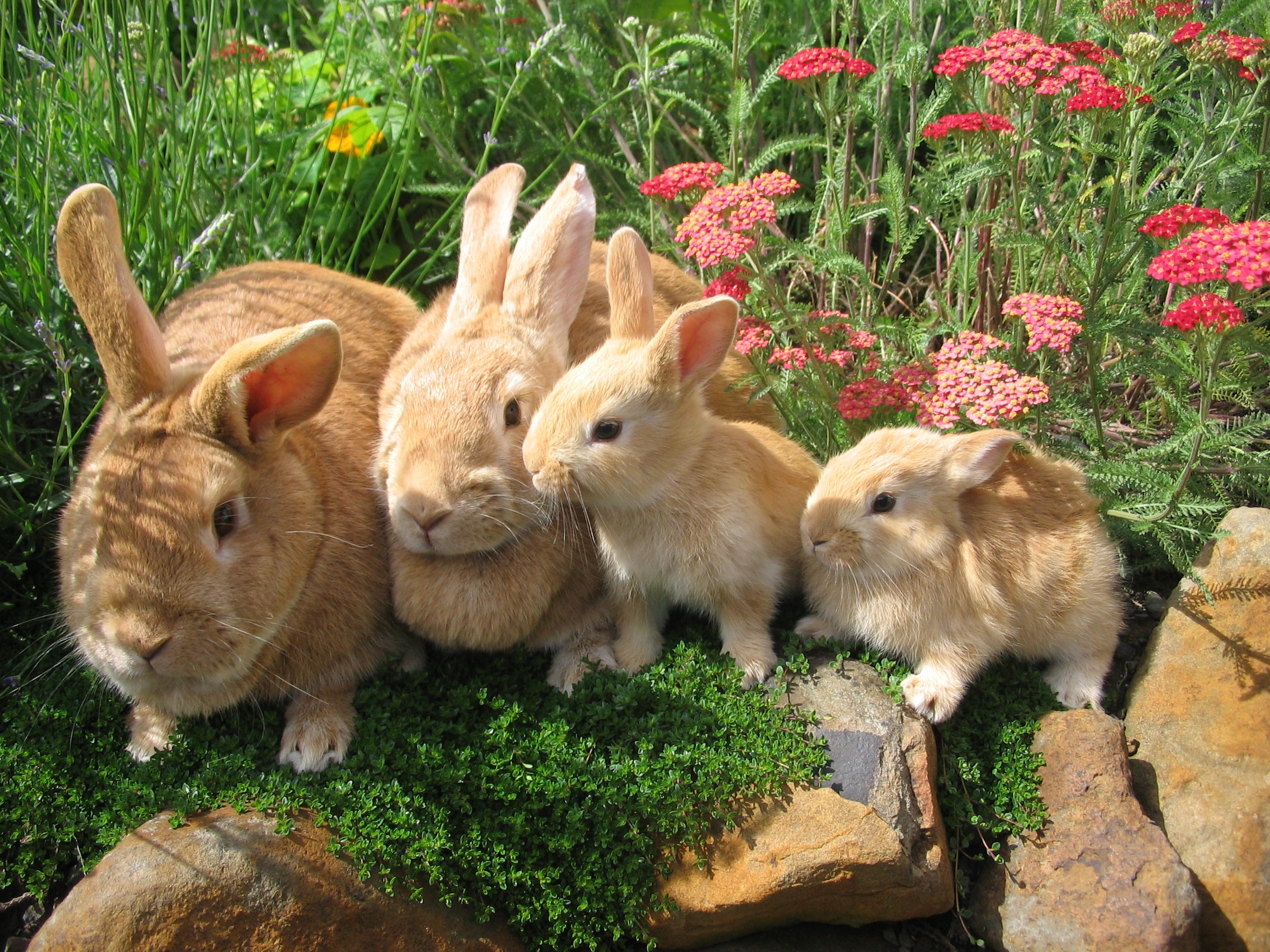 Домашние картинки. Кролик. Кролики домашние. Китайский кролик. Кролик фото.