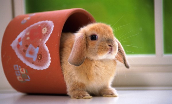 funny-rabbit-wallpaper-1