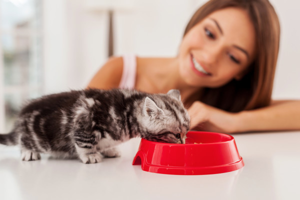 Little kitten eating food from the bowl while beautiful young woman looking at it and smiling
