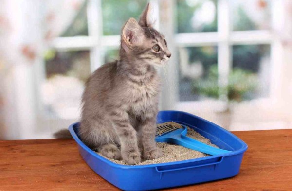 Small gray kitten in blue plastic litter cat