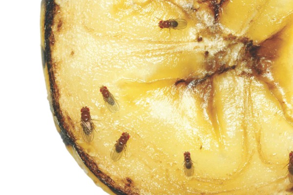 Macro of common fruit flies (Drosophila melanogaster) on piece of rotting banana fruit.