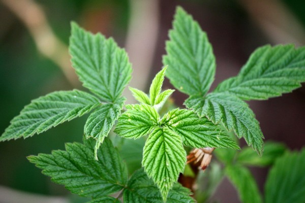 raspberry, leaves